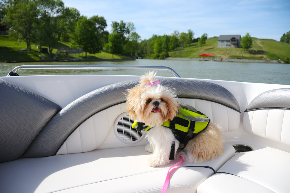 Sailing With Your Pet
