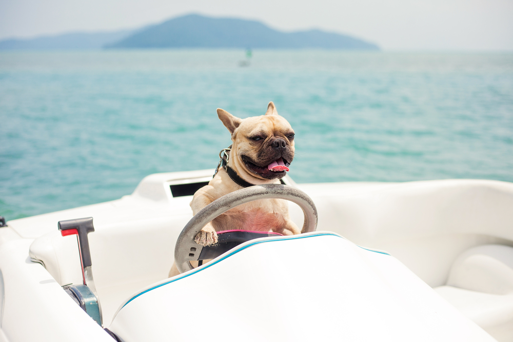 Sailing With Your Pet - Tips and Tricks - Rights and Wrongs